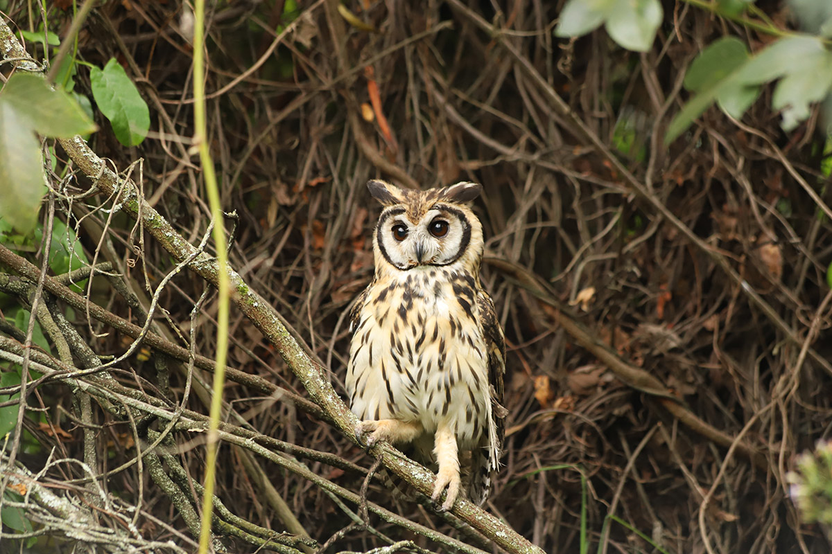 Foto: Secretaría de Ambiente. Búho rayado (Asio clamator).