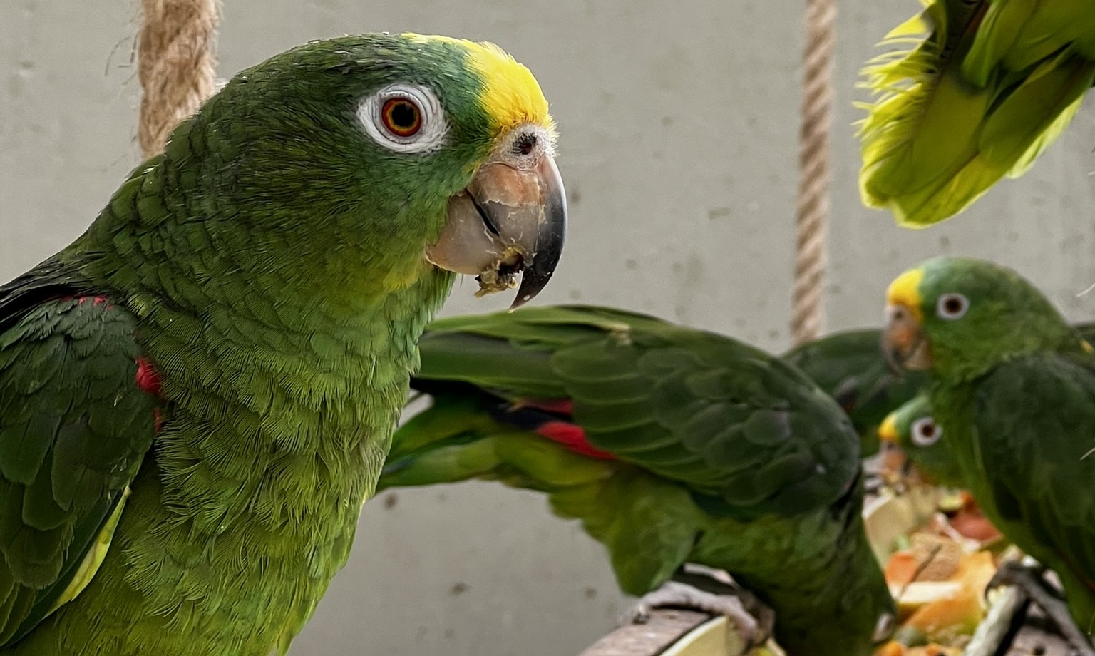 Foto: loras reales liberadas - SDA