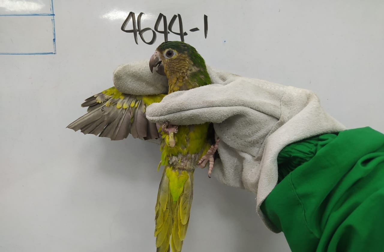 Foto: cotorra carisucia (Eupsittula pertinax) recuperada - SDA.