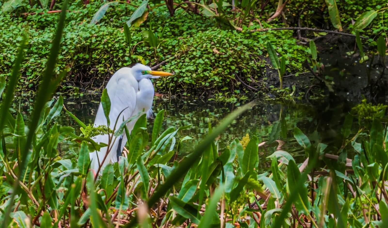Foto: garza Real (Ardea alba)_SDA.
