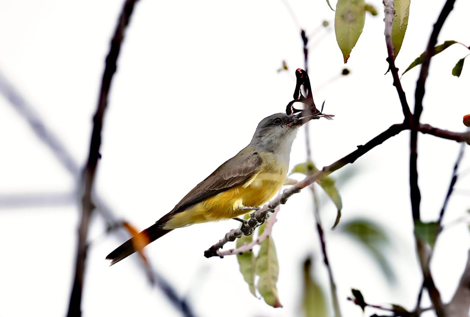 Foto: siriri (Tyrannus melancholicus)_SDA.