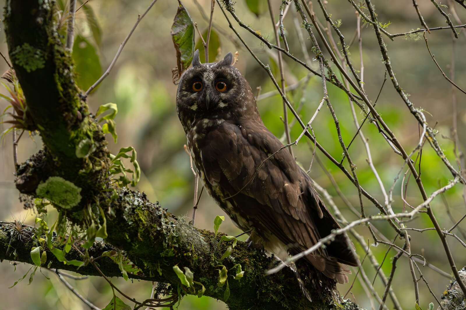 Foto: búho cara oscura (Asio stygius)_SDA.