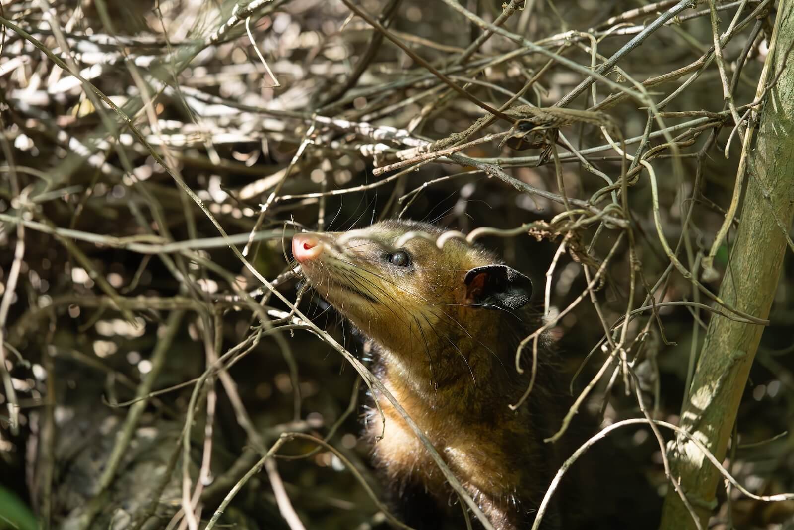 Foto: zarigüeya (Didelphis pernigra)_SDA.