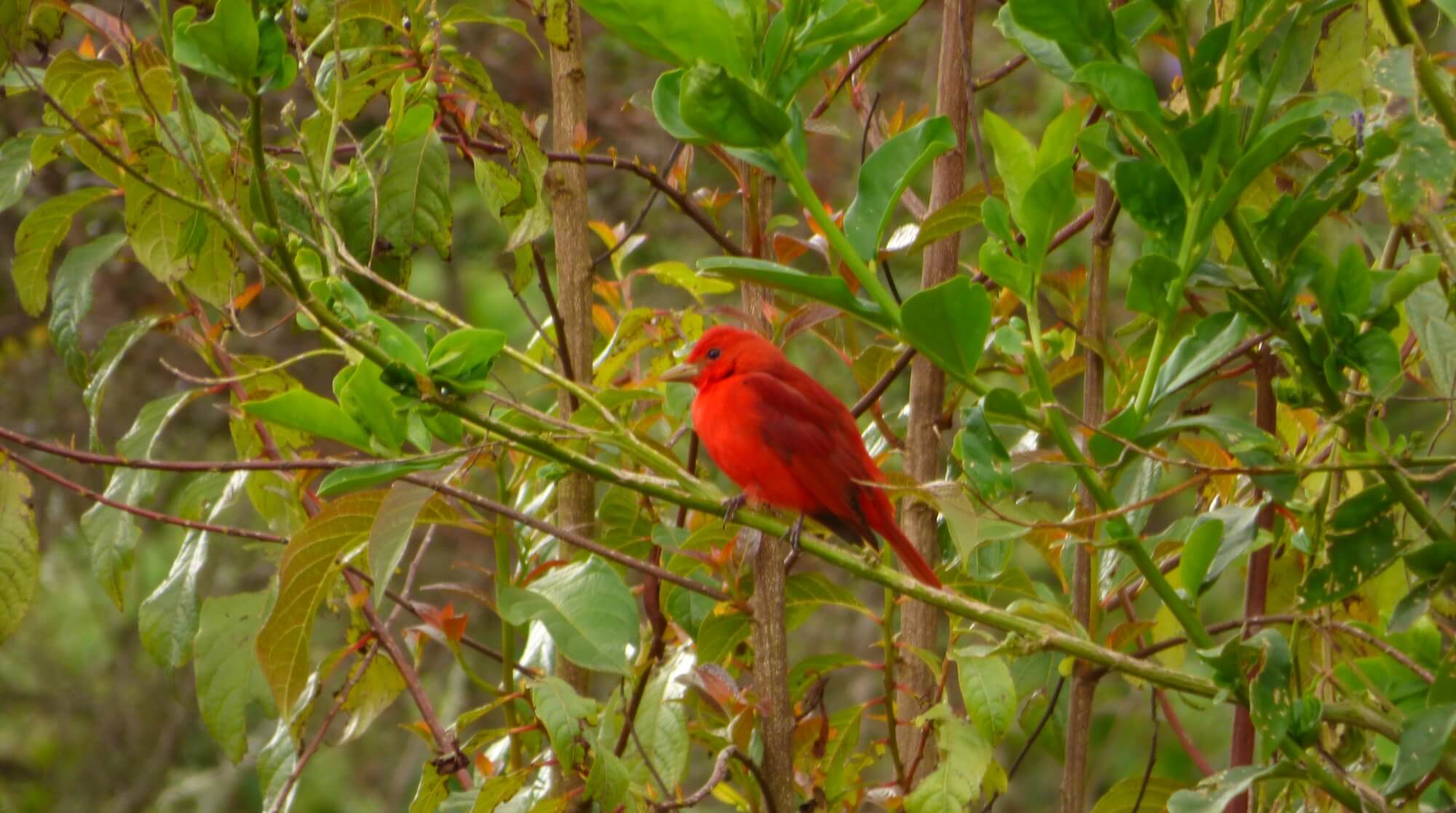 Tángara roja migratoria - SDA
