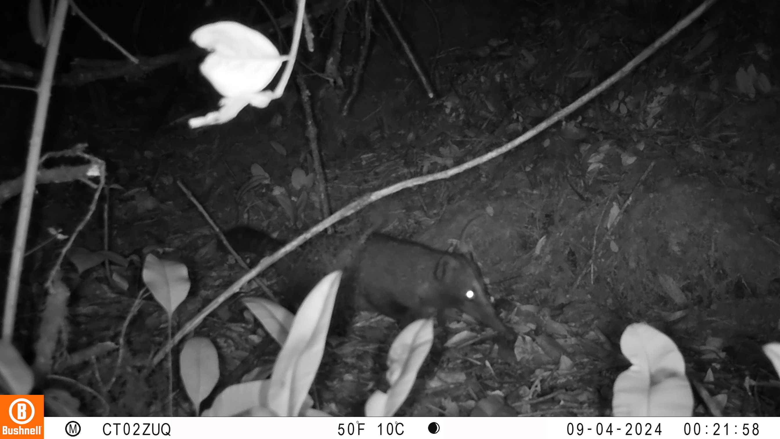 Imagen de referencia del cusumbo o coatí de montaña (Nasua olivacea), captado por cámara trampa. No corresponde al registro reportado en esta nota. Fuente: Archivo de registros del Grupo de Monitoreo  Componente Mamíferos, Subdirección de Biodiversidad, Secretaría Distrital de Ambiente.