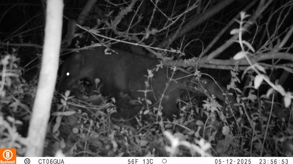 Foto: Cusumbo o coatí de montaña (Nasua olivacea) registrado mediante cámara trampa en la Reserva Distrital de Humedal TorcaGuaymaral, Bogotá D. C, 2025. Archivo de registros del Grupo de Monitoreo.