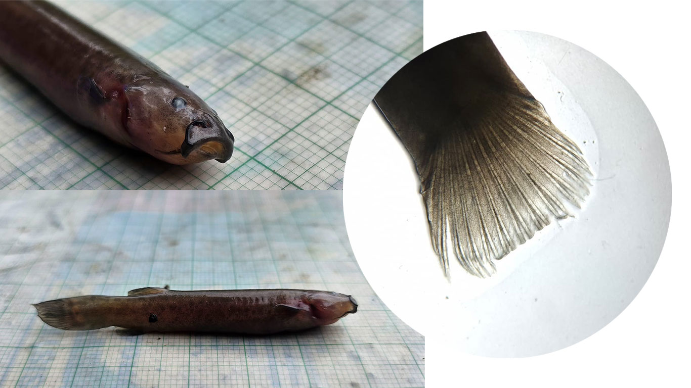 Juvenil del pez capitán de la sabana (Eremophilus mutisii) registrado en la Reserva Distrital de Humedal La Conejera (Bogotá D. C. octubre, 2025). (A) Detalle cefálico con barbillas; (B) vista lateral del cuerpo alargado con pigmentación moteada; (C) microfotografía de la aleta caudal, usada como rasgo de confirmación morfológica ¿ SDA.