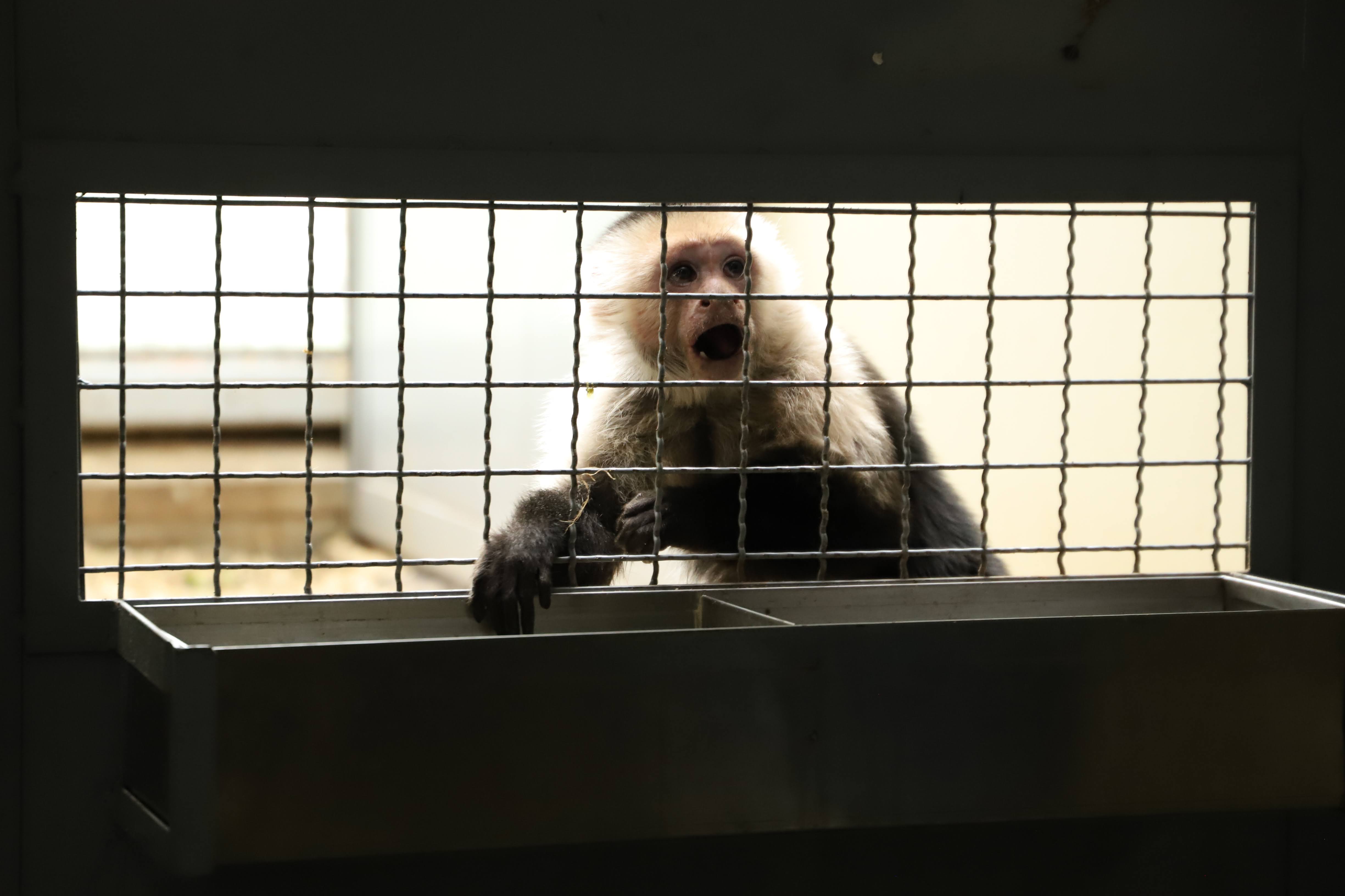 ¡Guardianes de la vida silvestre!  Durante la temporada navideña, denuncie el tráfico ilegal de flora y fauna silvestre