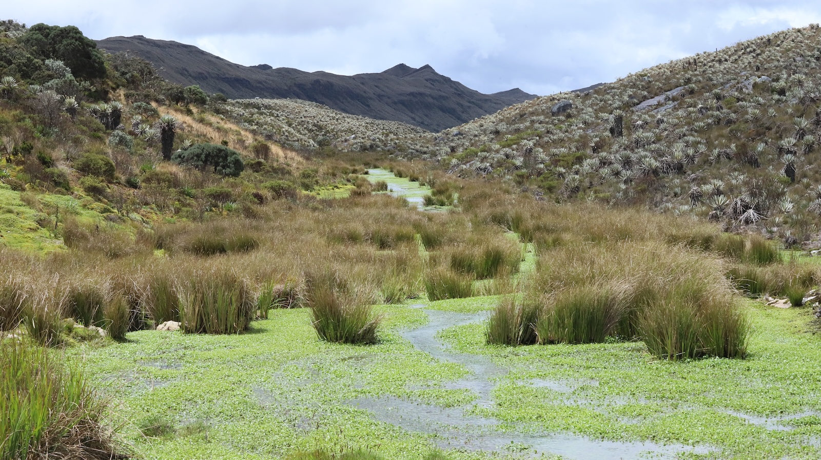 Paramo de Sumapaz