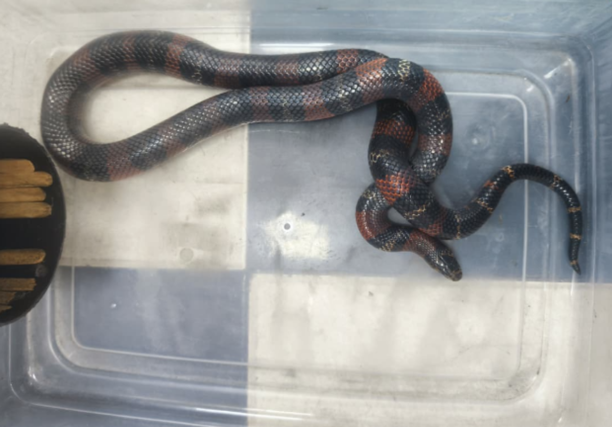 La Secretaría de Ambiente y Bomberos Bogotá recuperan falsa coral en centro comercial  de Puente Aranda