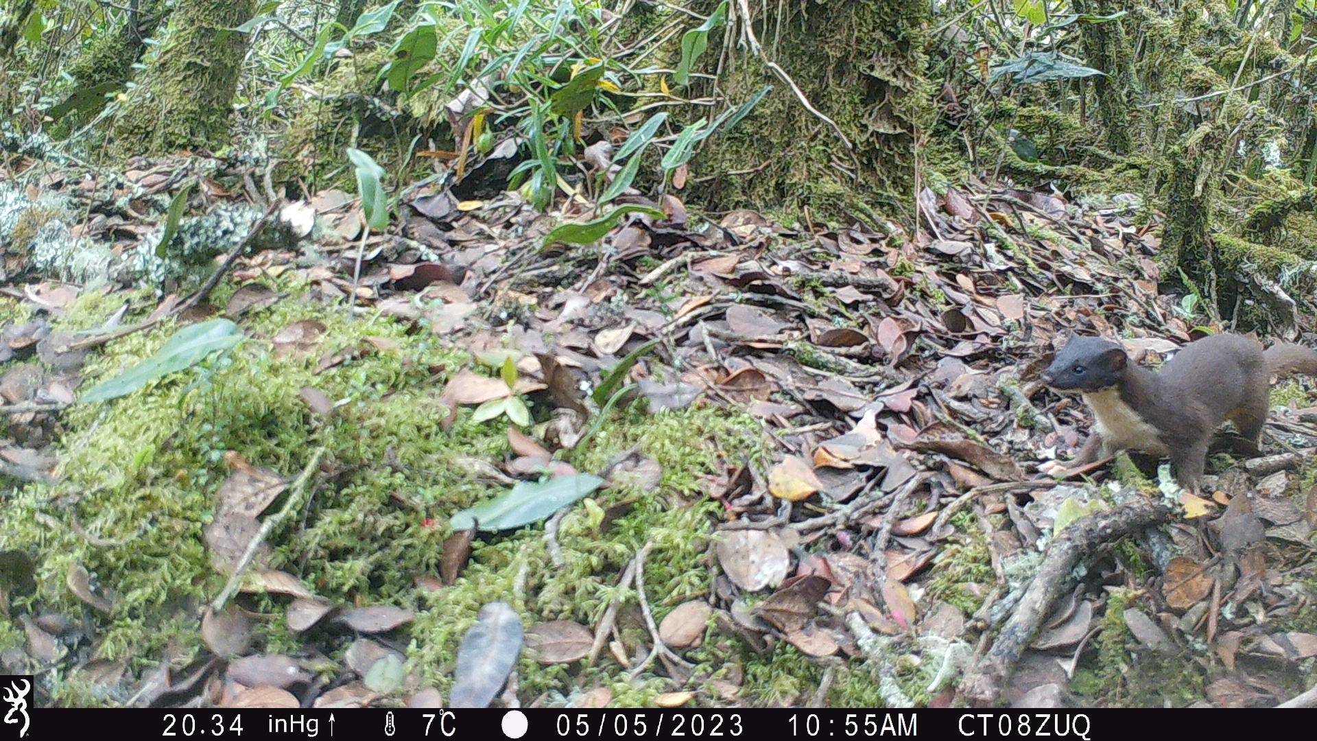 Se registra la presencia de comadreja cola larga en la Reserva Distrital de Humedal Torca-Guaymaral