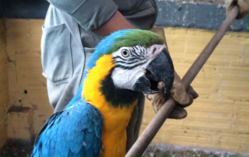 Secretaría de Ambiente libera y reubica más de 320 animales silvestres