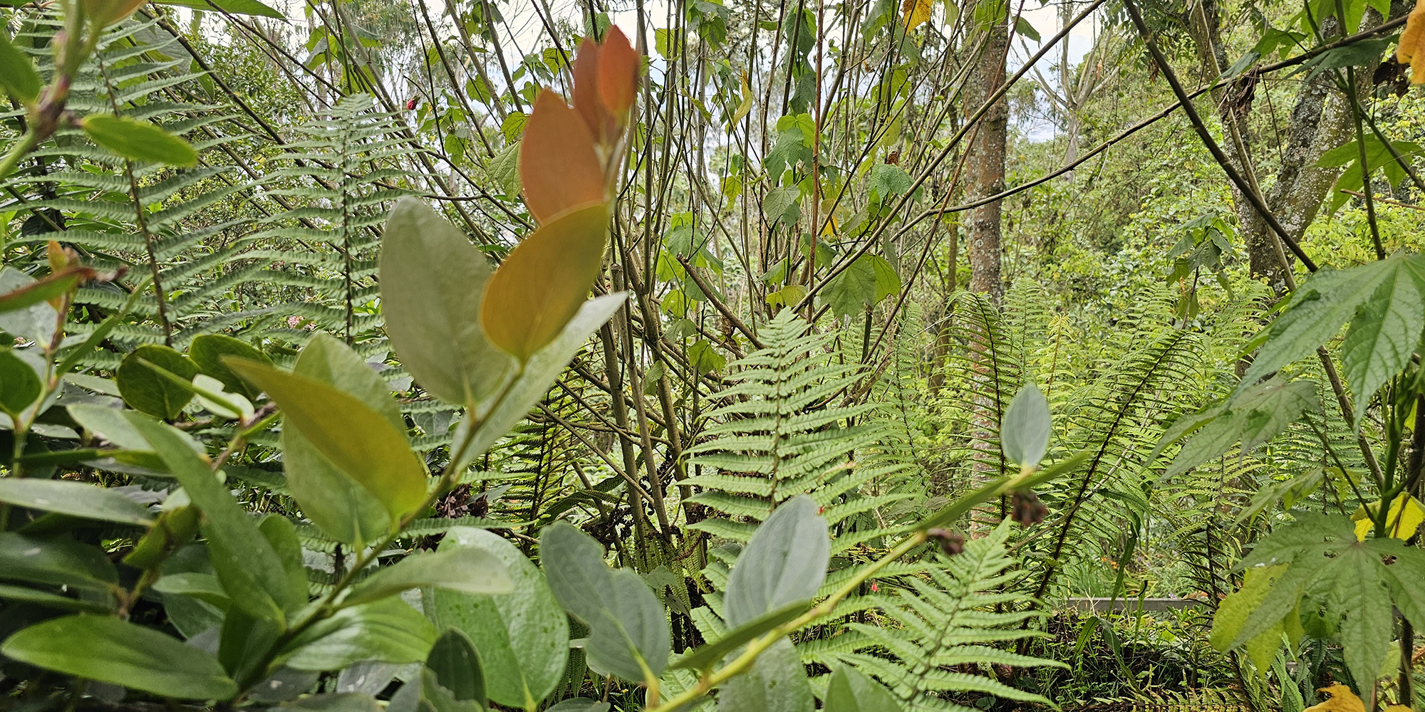 Ecosistema estratégico protegido en los cerros de Bogotá