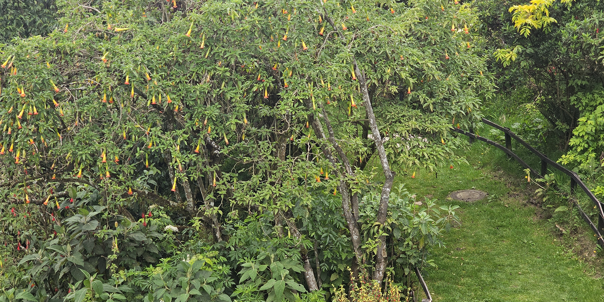 Bosque altoandino del Parque Distrital Ecológico de Montaña Entrenubes