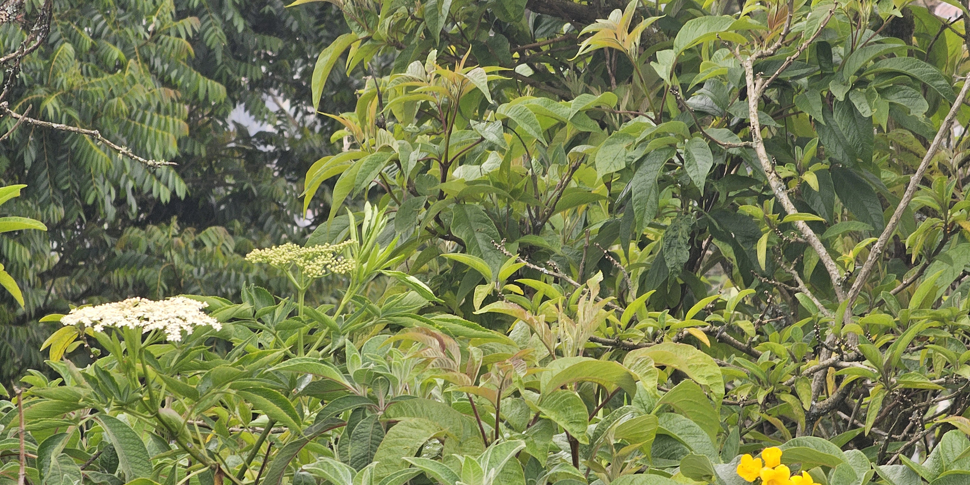 Bosque andino del Parque Distrital Ecológico de Montaña Cerros de Suba y Mirador de los Nevados