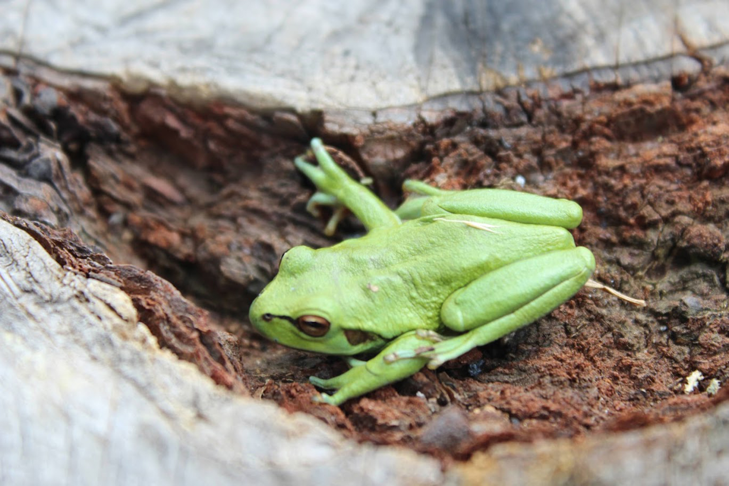 Conservación de la biodiversidad y ecosistemas del Distrito Capital
