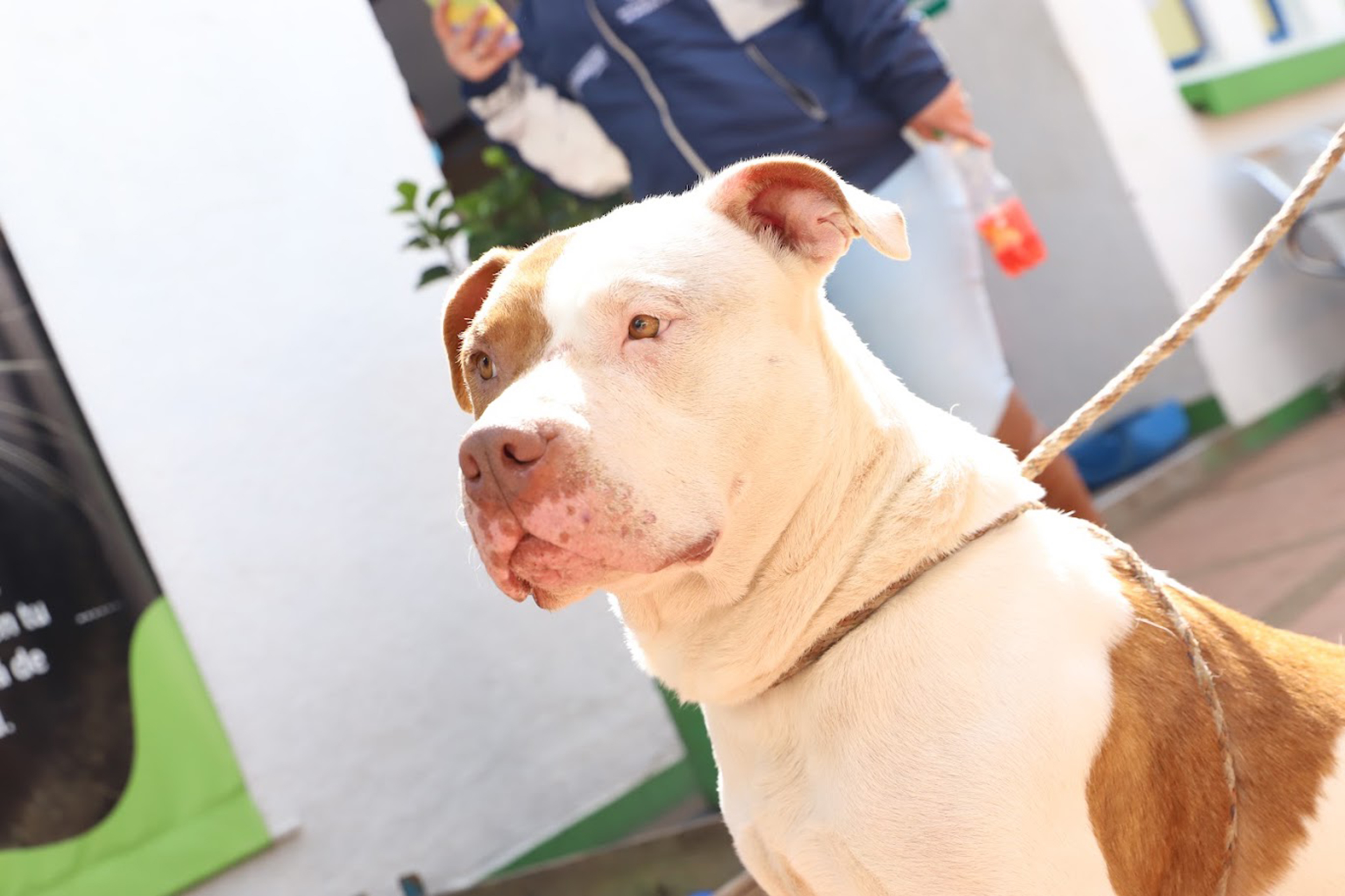 Protección y bienestar de los animales en Bogotá